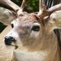 Whitetail Deer Whitetail Deer